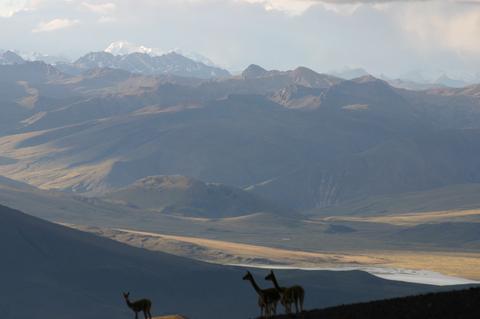 Vicunas on the Peruvian Altiplano